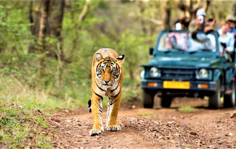 5 Days and 5 Nights Udaipur, Kumbhalgarh, village safari, Mount abu Tour Package